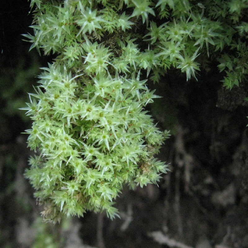 Pohlia cruda